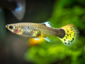Guppy Yellow Dragon Mosaic