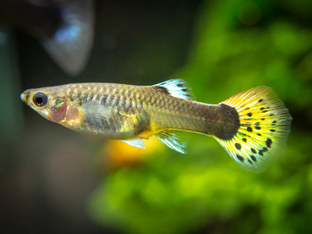 Guppy Yellow Dragon Mosaic