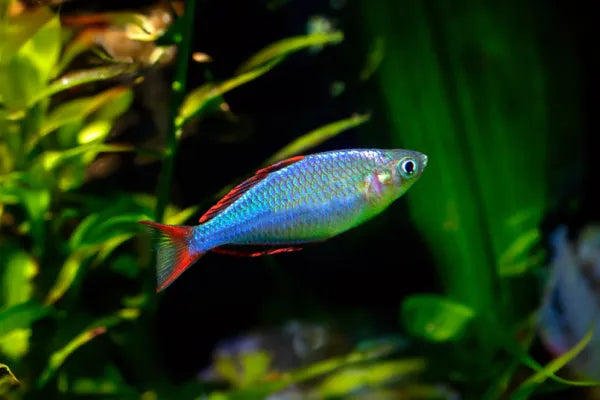 Rainbow Neon Dwarf