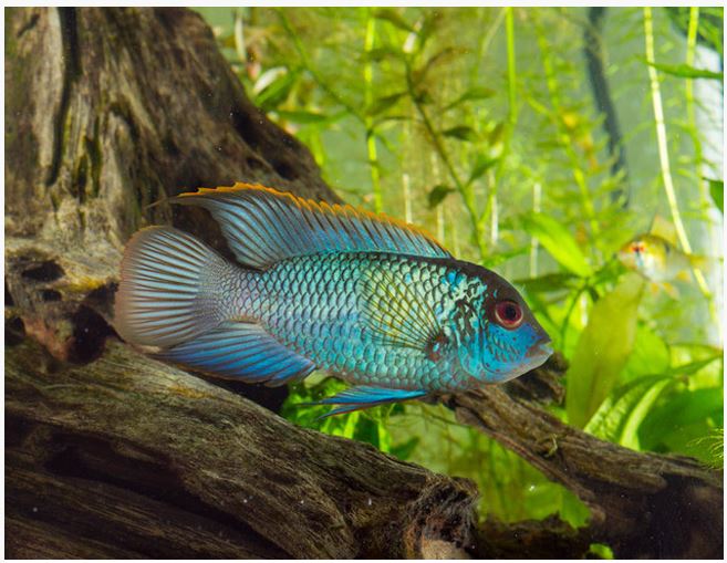 Cichlid - Electric Blue Acara
