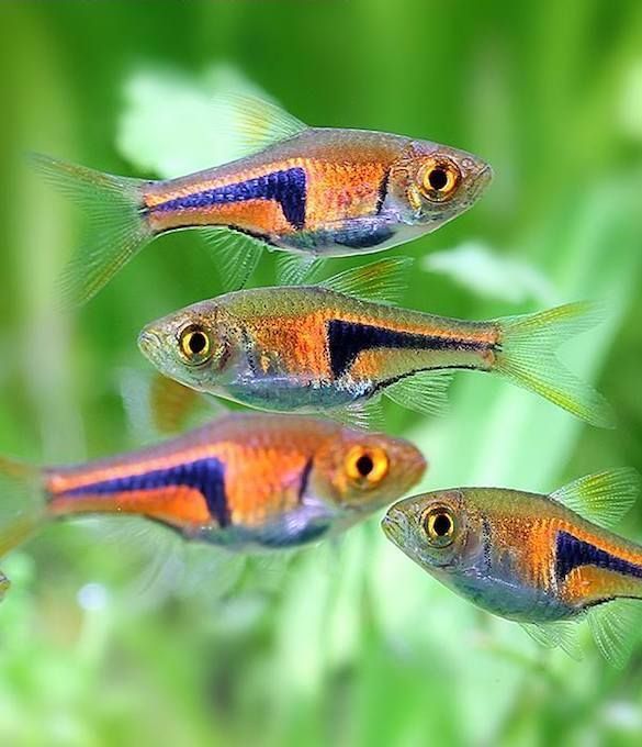 Rasbora Espei