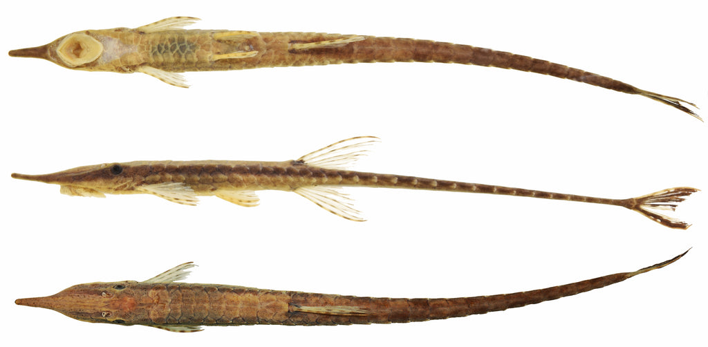 Farlowella