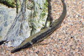 Farlowella
