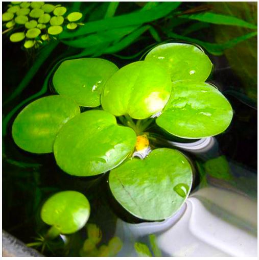 Frog Bit (Flotante) - Assorted Sizes