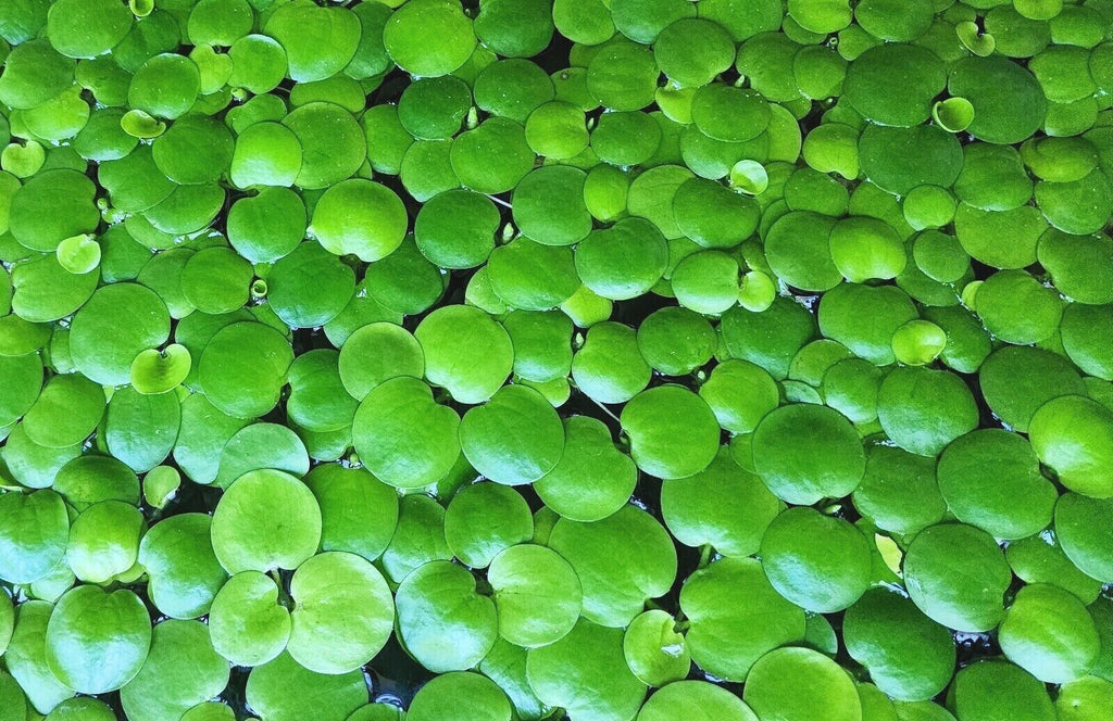 Frog Bit (Flotante) - Assorted Sizes