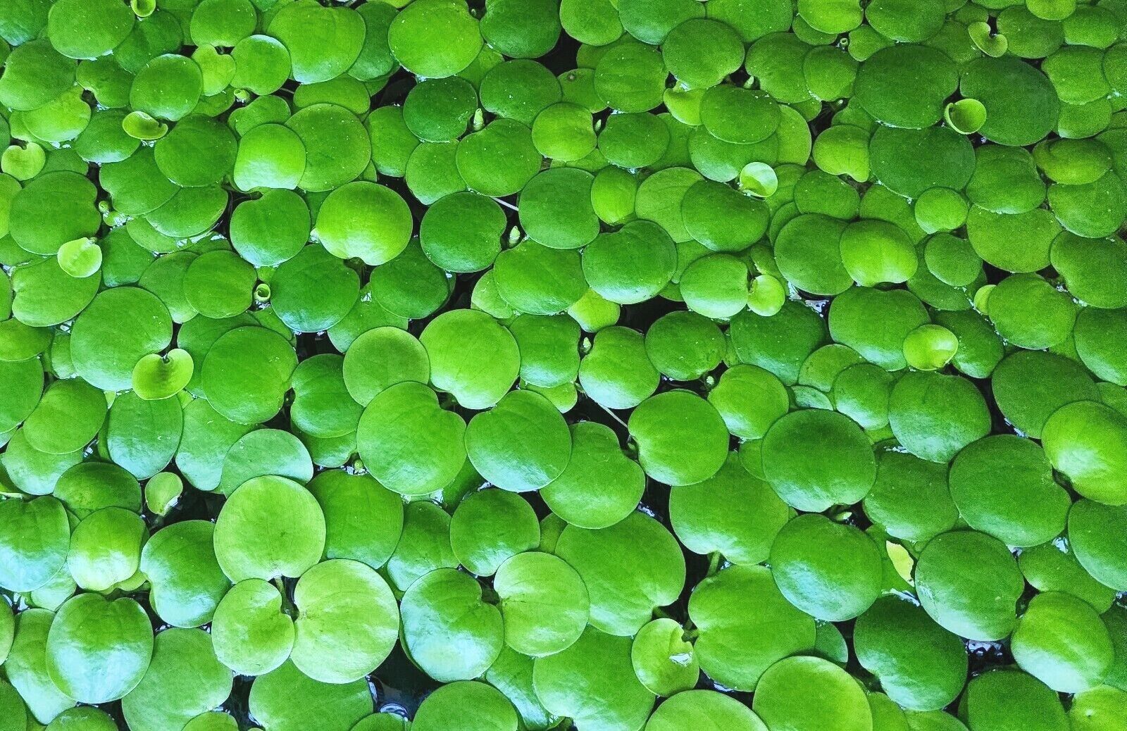 Frog Bit (Flotante) - Assorted Sizes