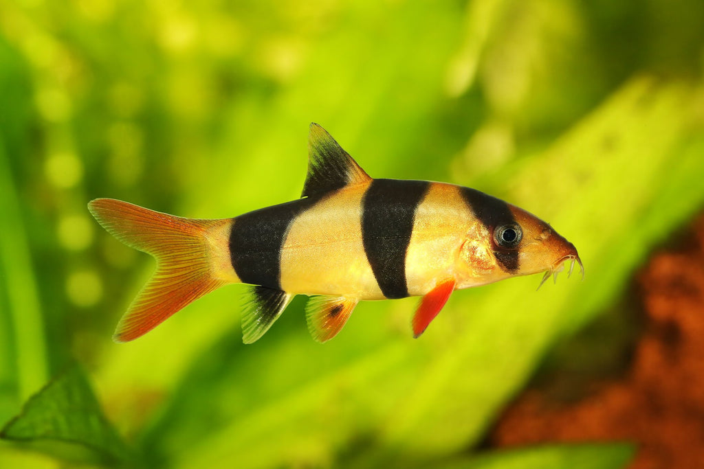 Clown Loach (small)