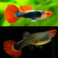 Guppy Koi Tuxedo (Hembra)