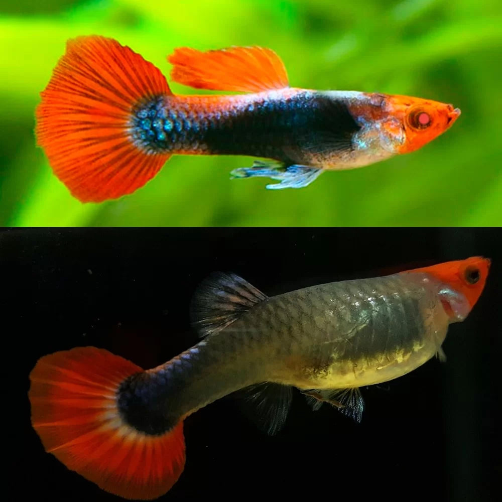 Guppy Koi Tuxedo (Hembra)