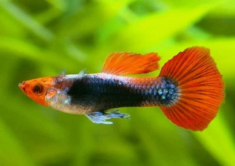 Guppy Koi Tuxedo (Macho)