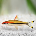 Roseline Shark (Denison Barb)