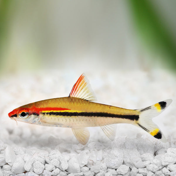 Roseline Shark (Denison Barb)