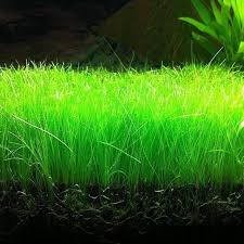 Hairgrass
