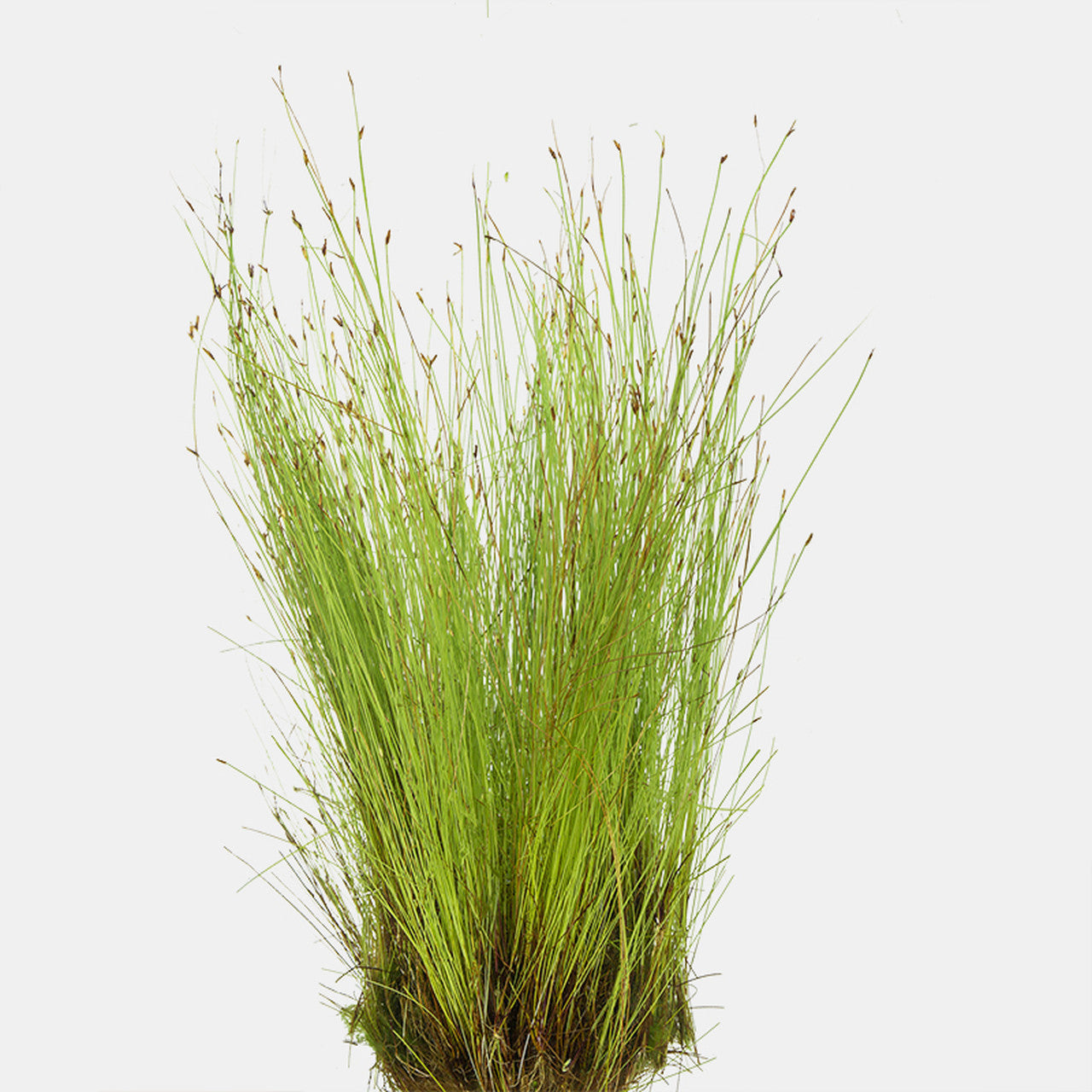 Hairgrass
