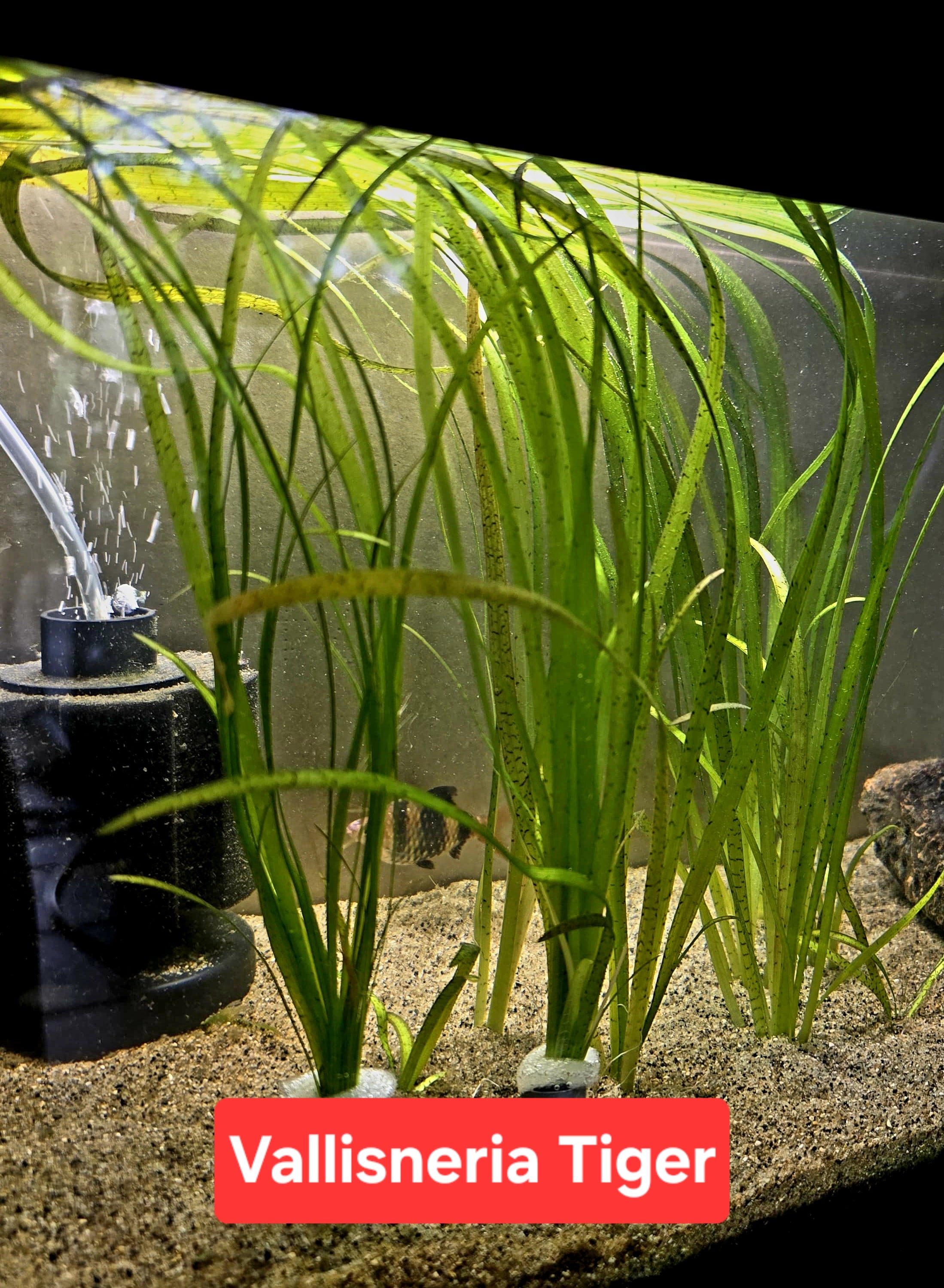 Vallisneria Tiger