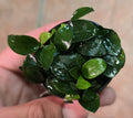 Anubias Nana Petite