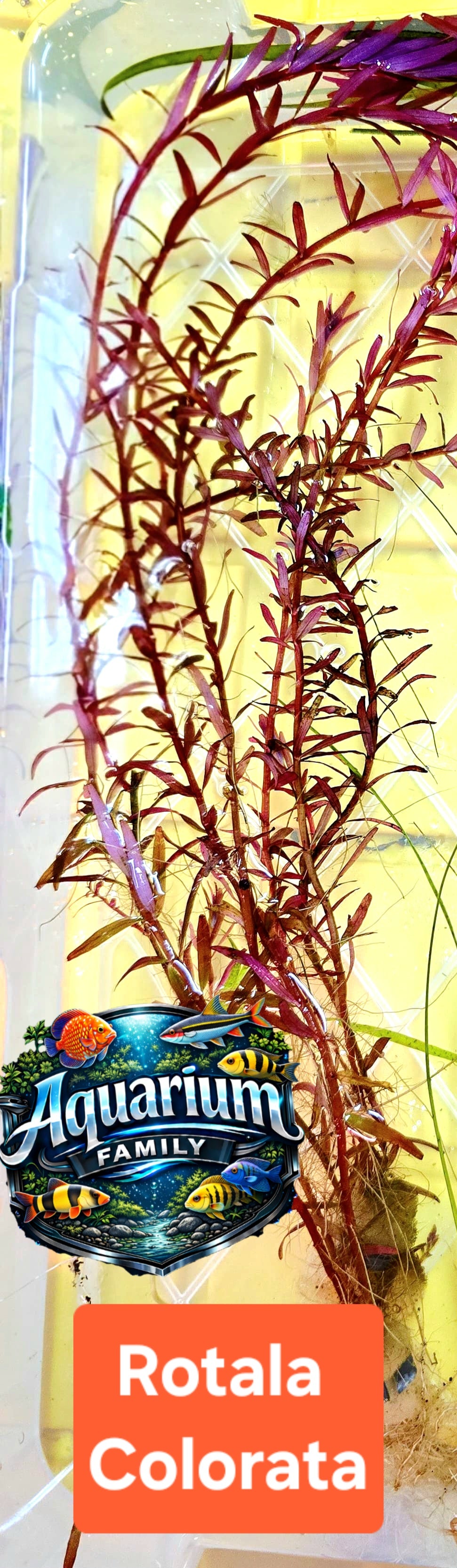 Rotala Colorata