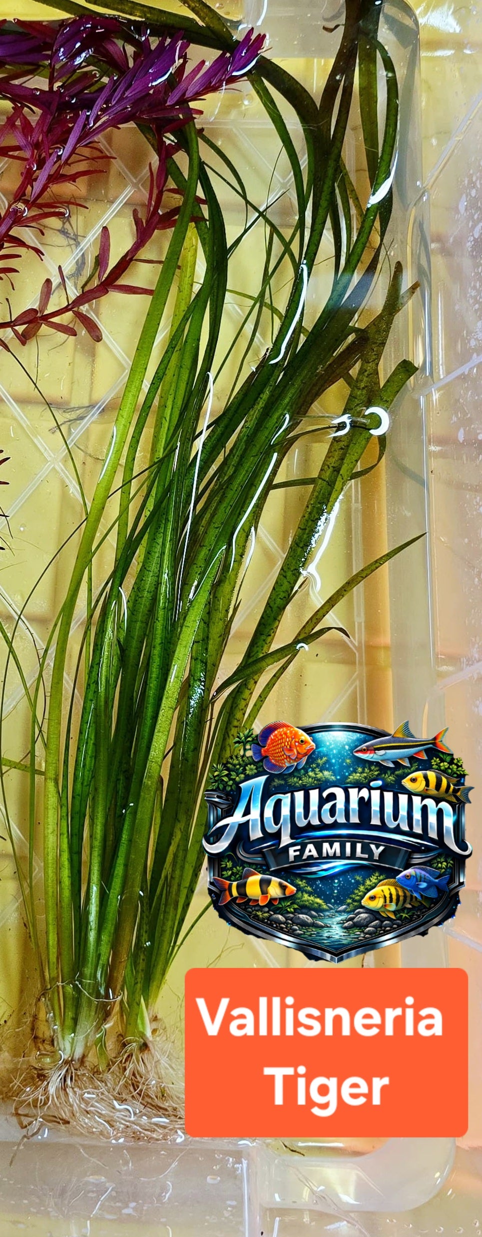 Vallisneria Tiger