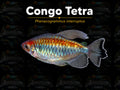 Tetra Congo