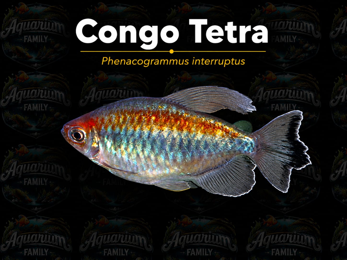 Tetra Congo