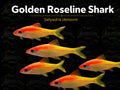 Golden Roseline Shark