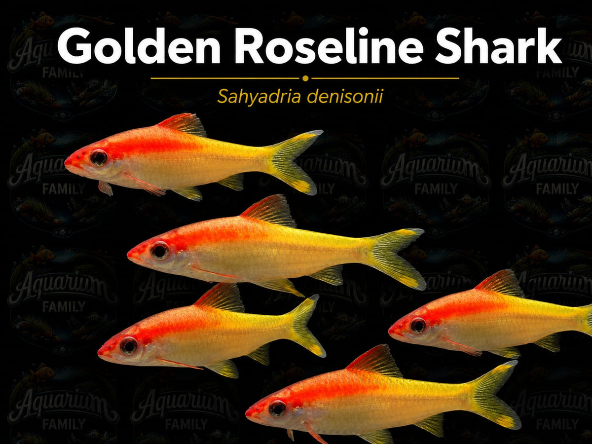 Golden Roseline Shark