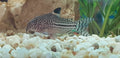 Corydora Julli