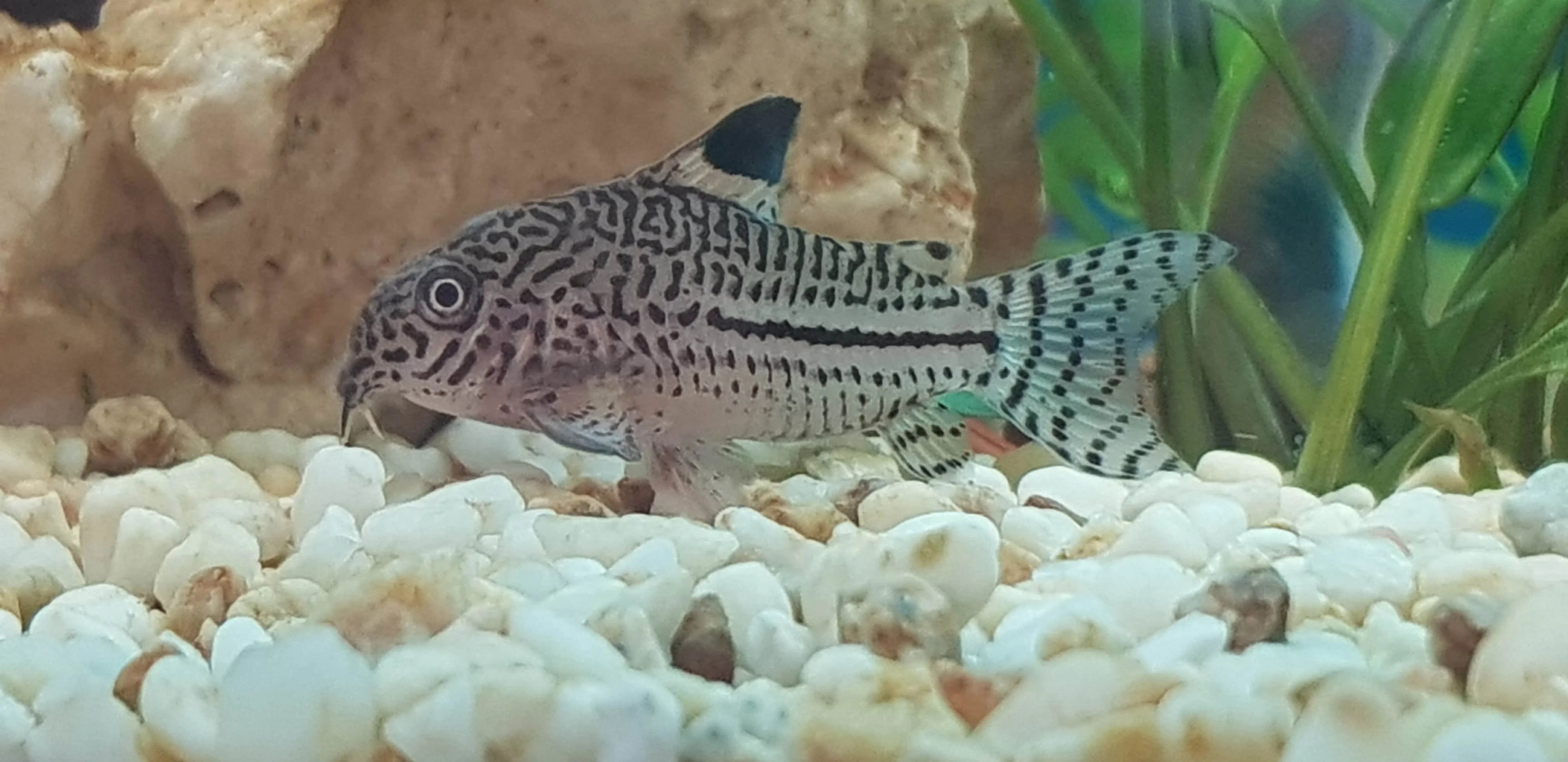 Corydora Julli