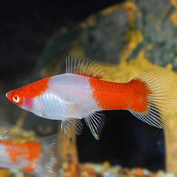 Kohaku Koi Sword