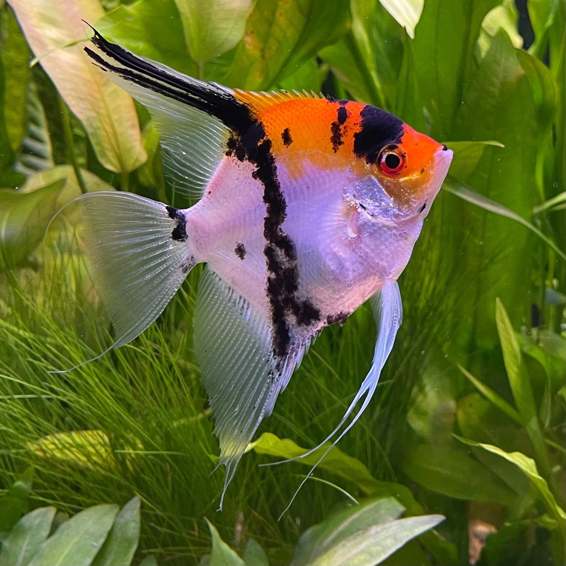 Angelfish Koi - Small