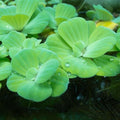 Lechuga de Agua (Flotante) - medium/large