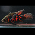 Oscar Longfin Red Tiger