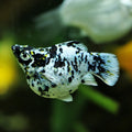 Dalmata Balloon Molly