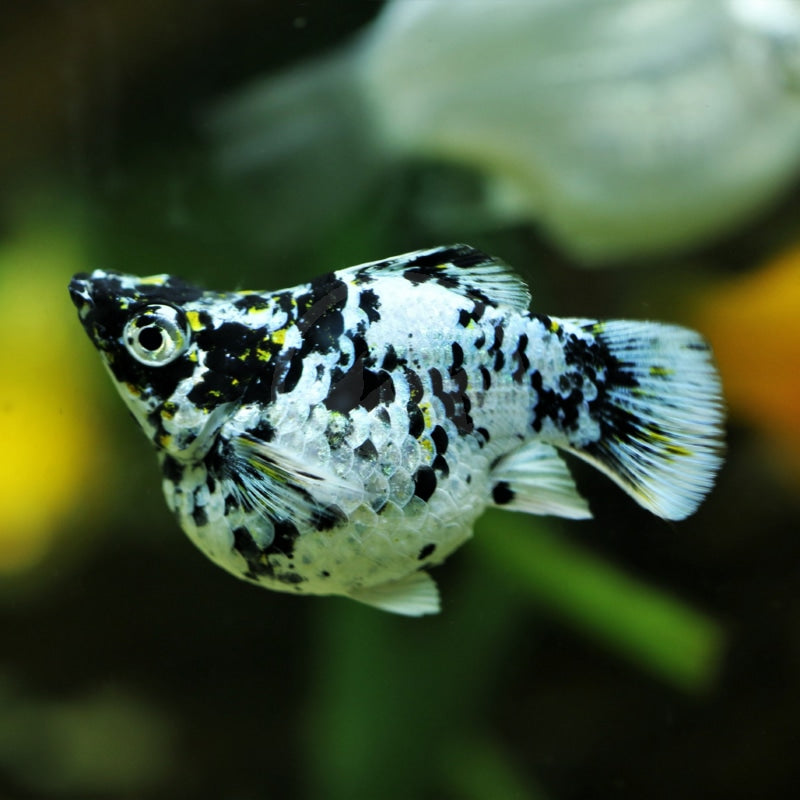 Dalmata Balloon Molly
