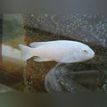Cichlid - Malawi Albino White