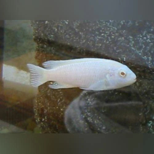 Cichlid - Malawi Albino White