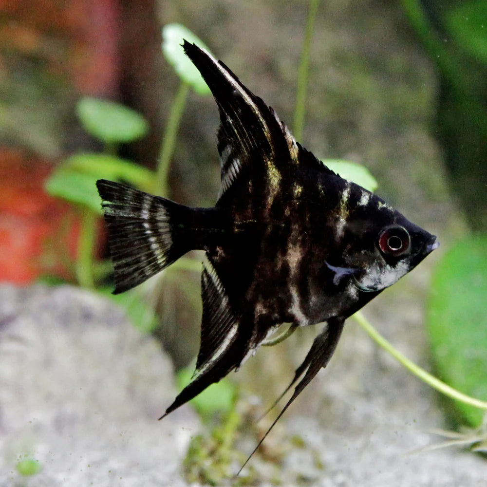 Angelfish Marble - Small
