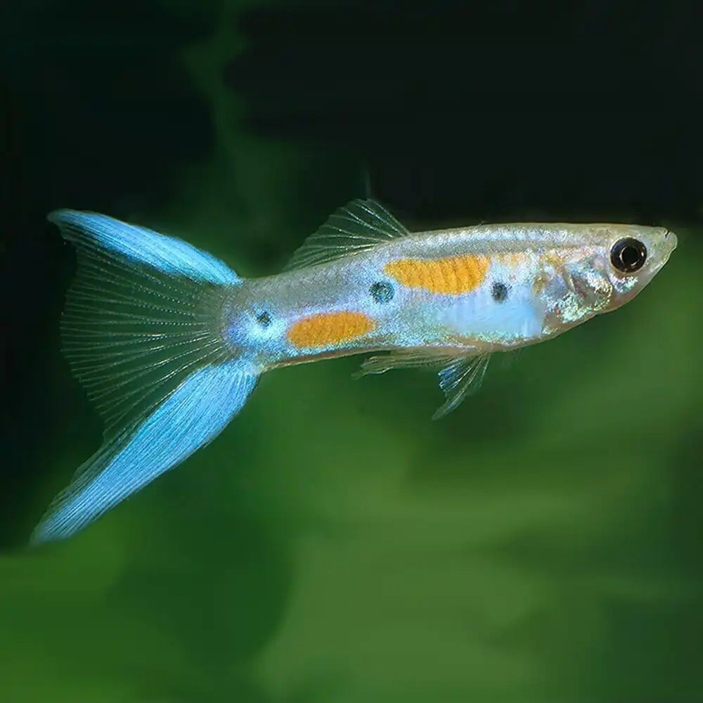 Guppy Ocean Blue Lyretail