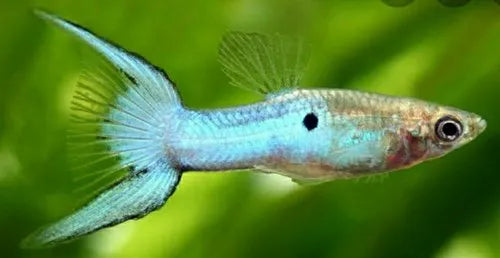 Guppy Ocean Blue Lyretail