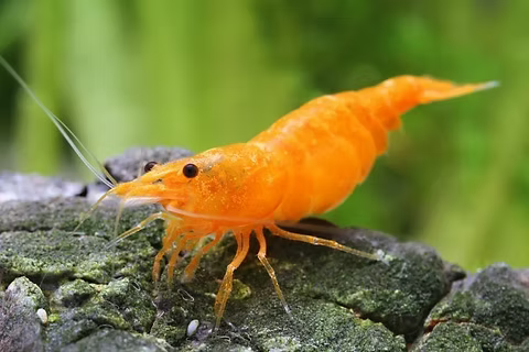 Shrimp Orange Pumpkin