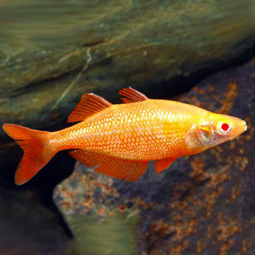 PAREJA! (1 macho y 1 hembra) - Rainbow Orange Albino Millenium