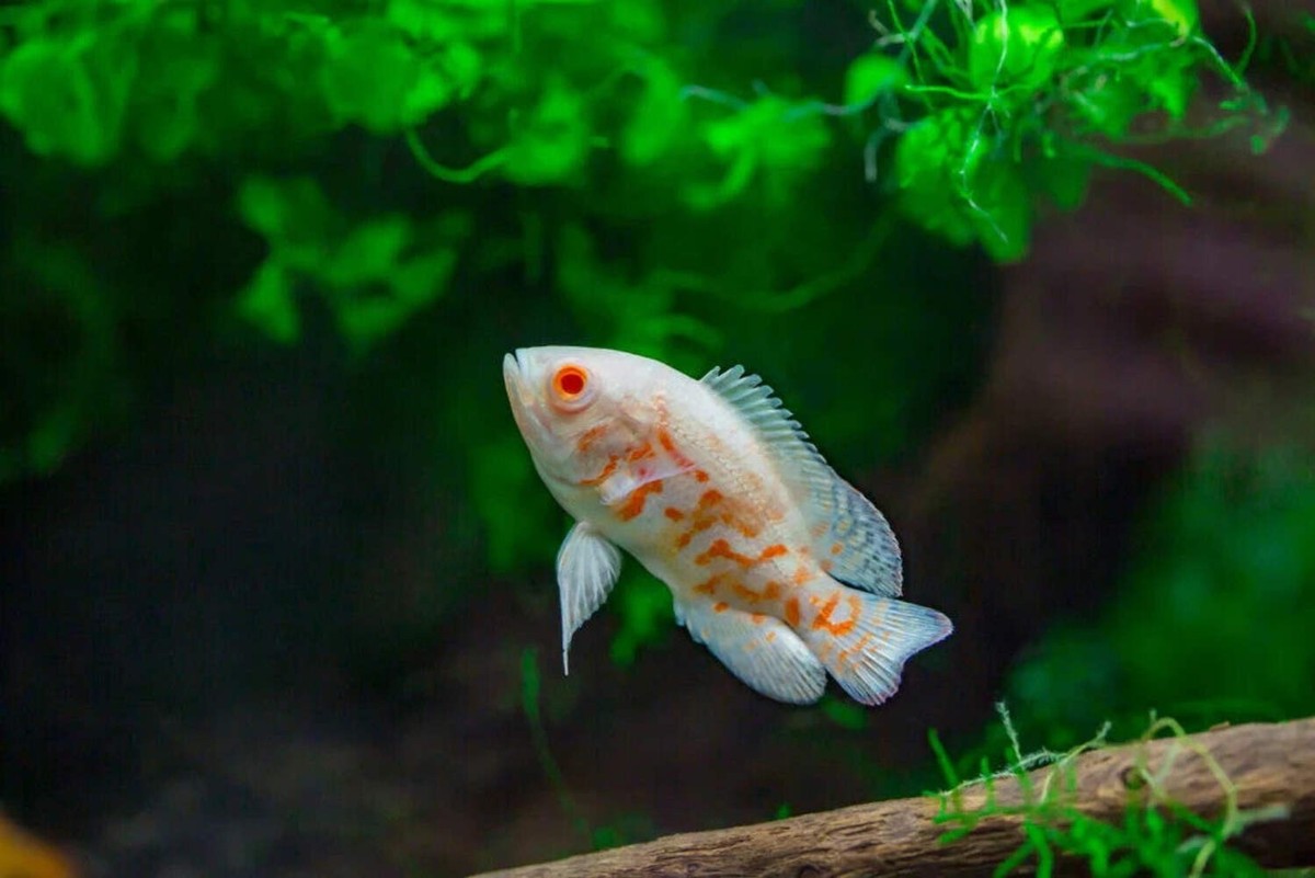 Oscar Albino Tiger