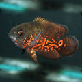 Oscar Red Tiger