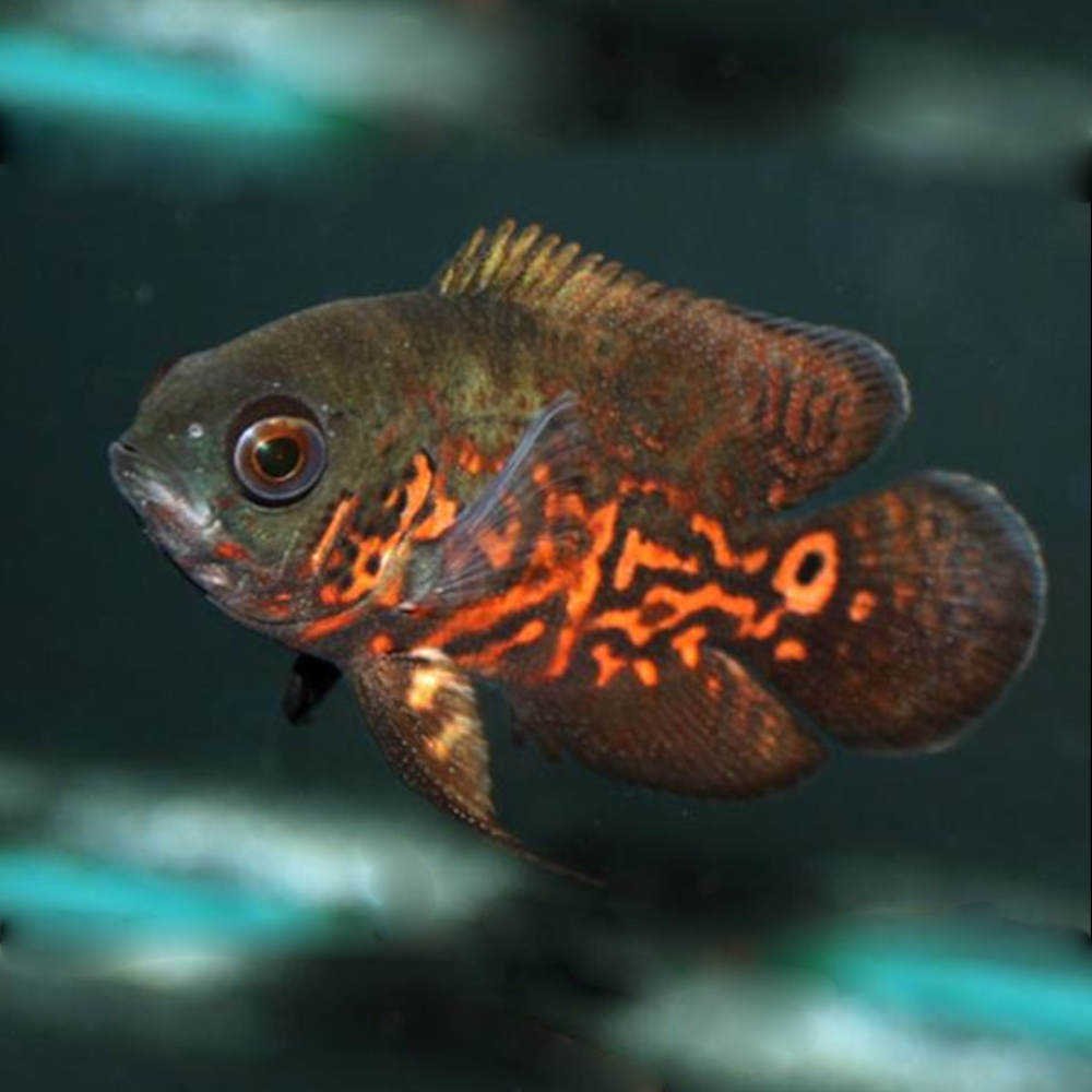 Oscar Red Tiger