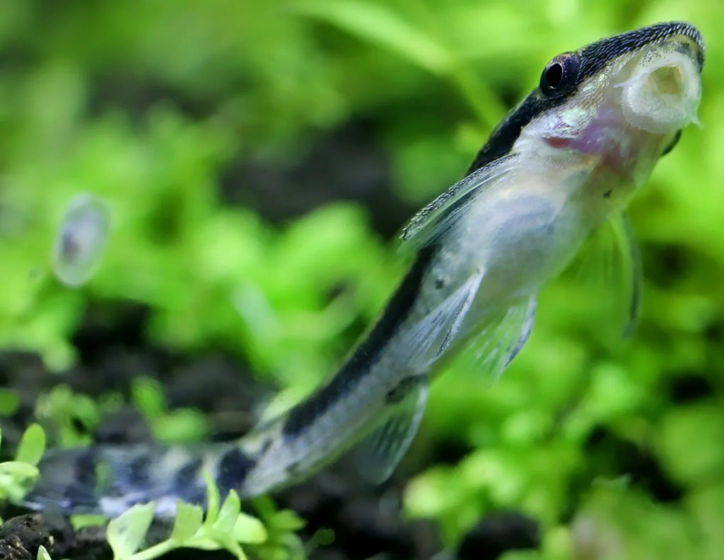 Otocinclus