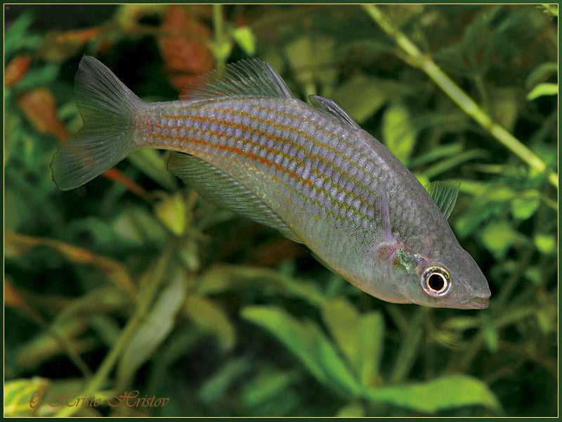 Rainbow Parkinsoni