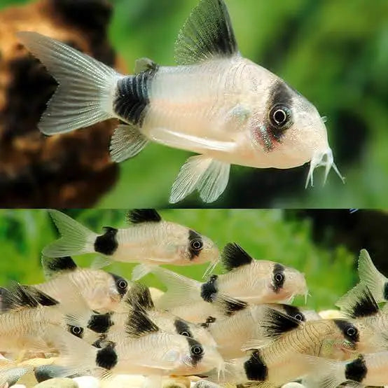 Corydora Panda