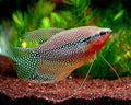Gourami Pearl
