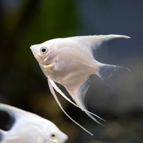 Angelfish Platinum Veil - Small