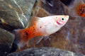 Platy Dalmatian Redtail